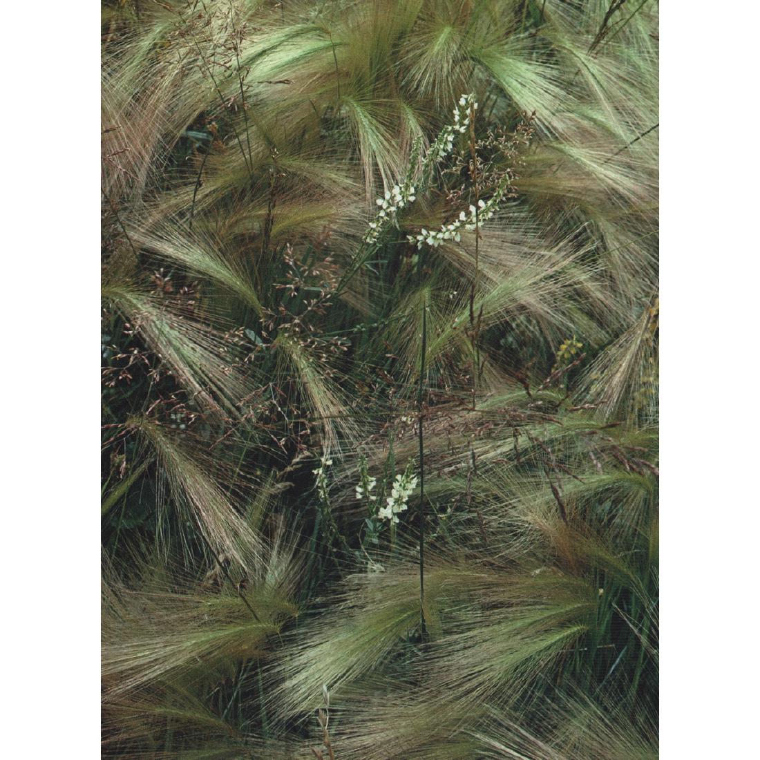 ELIOT PORTER - Foxtail Grass, Colorado: Artist: ELIOT PORTER Print Title: Foxtail Grass, Colorado Medium: Sheet-Fed Gravure Printing Date: 1974 Printed in Switzerland Image size approx. 7.5 X 6 inches Eliot Furness Porter (1901-1990) was an