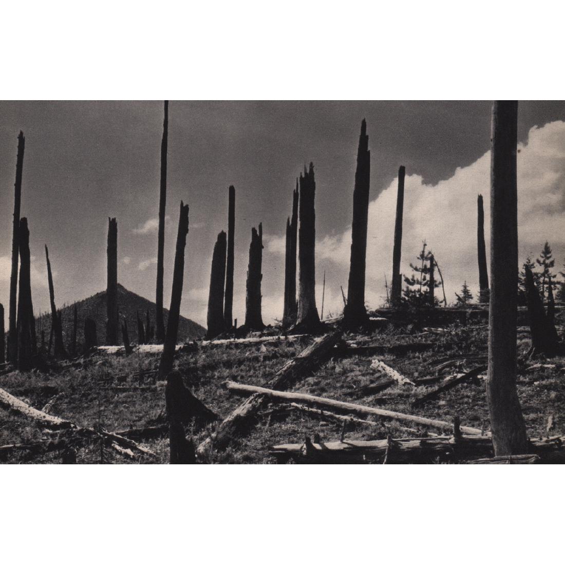 ARTHUR ROTHSTEIN - Burnt Landscape: Artist: ARTHUR ROTHSTEIN Print Title: Burnt Landscape Medium: Sheet-fed Gravure Printing Date: 1939 Printed in USA Image Size Approx. 8.25 X 5 inches Arthur Rothstein (1915-1985) was an American photo