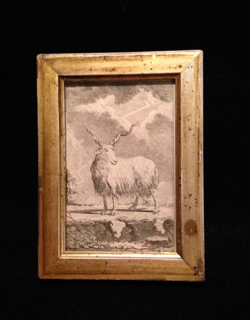 18thc Long Horn Goat Copperplate Engraving 19thc Frame (1 of 2)