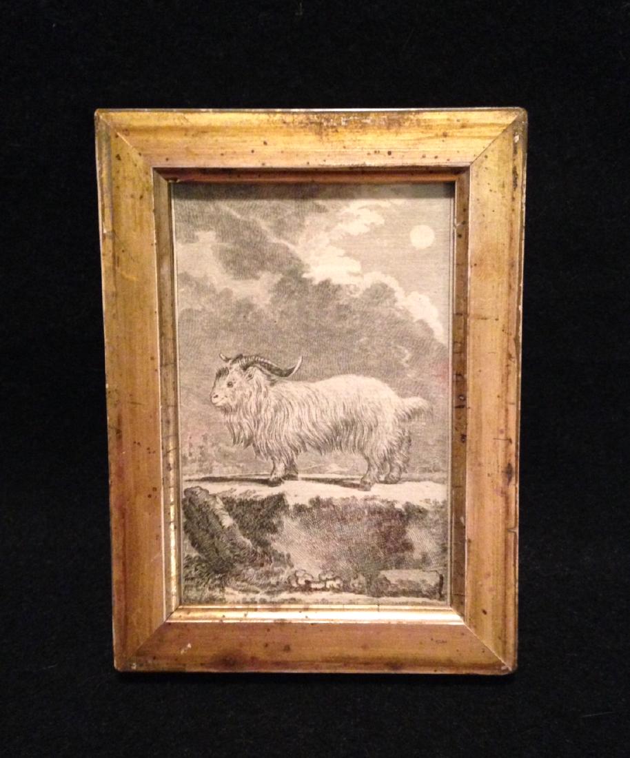 18thc Copperplate Goat Engraving 19thc Gold Leaf Frame (1 of 2)