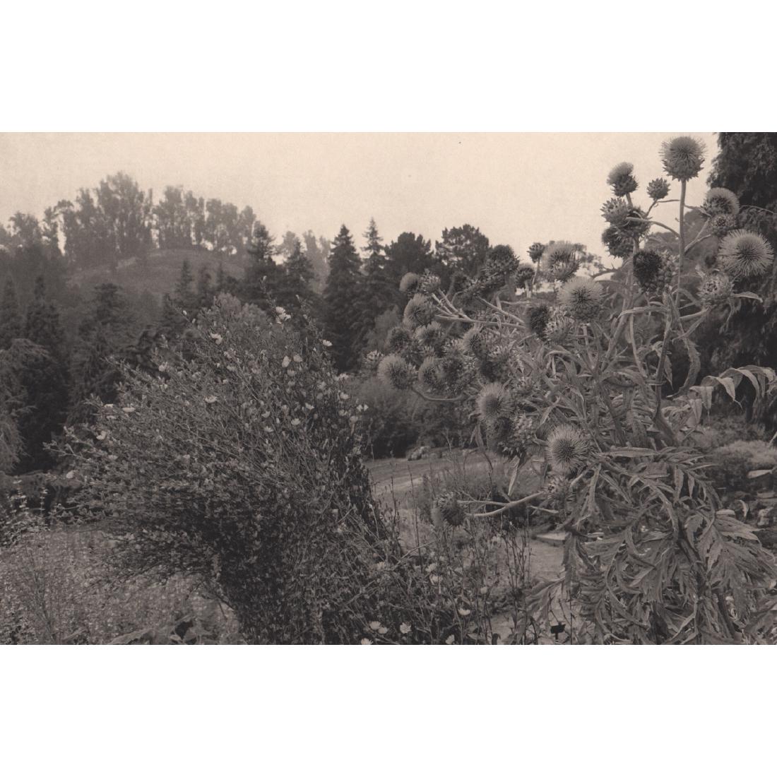 LEE FRIEDLANDER - Berkeley, CA 1977: Artist: LEE FRIEDLANDER Print Title: Berkeley, CA 1977 Medium: Photo-engraving on heavy matte art paper Printing Date: 1981 Printed in the USA Image Size: 11 X 7.5 inches Lee Friedlander (born July 14