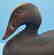 Scoter Duck Decoy Gus Wilson Style by Frank Finney - 2