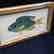 19th C Colored Fish Engraving 19th C Gold Leaf Frame - 2