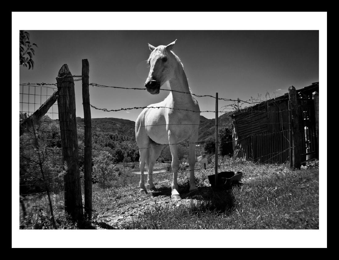 Emanuele Cucuzza Photograph Smiling Horse - Ed.1/15: Emanuele Cucuzza (1975) Smiling Horse - Ed.1/15 Prints & multiples - signed fine art prints 38x25 Fine art Archivial print on cotton Paper (2018) Ed. 1/15 (5ap + 15 editions in this size) Signed by th