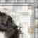 ART GRAFTS Print Elvis, Refraction #4 - 4