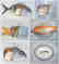 ART GRAFTS Print Surreal Fishions Folio