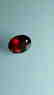 2.4ct Untreated Vivid Madagascar Red Garnet | VVS