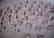 Morganite 6x8 ovals 47pcs-47.06 ct