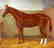 Portrait of a Horse in a Stall, by William A. Clark - 3