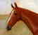 Portrait of a Horse in a Stall, by William A. Clark - 4