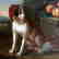 Antique Large 18th Century Dutch Still Life of a Dog - 3