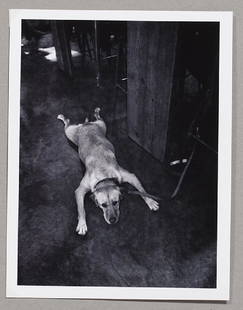 Greg Mascot (1975) Bored Dog Print Signed: Greg Mascot (1975) Bored Dog Prints & multiples - signed fine art prints 14.5cm x 19.5cm on 16cm x 21cm paper Inkjet prints on Ilford Gallery Pearl Paper (2017) Artist's Proof 1/3 (3 artist's