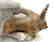 Ancient Indus Valley Terracotta Painted Bull Idol - 4