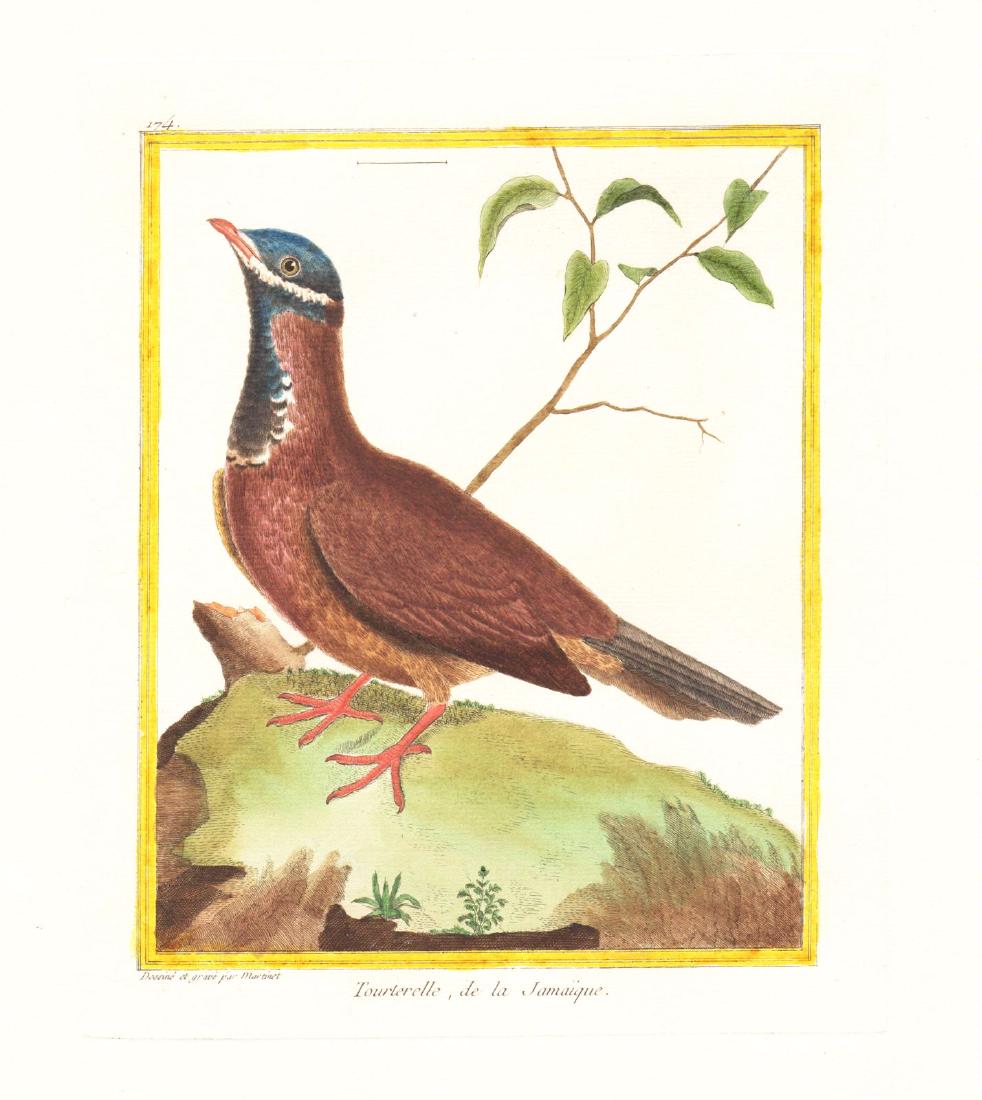 Martinet/Buffon: Jamaica Dove (1 of 1)