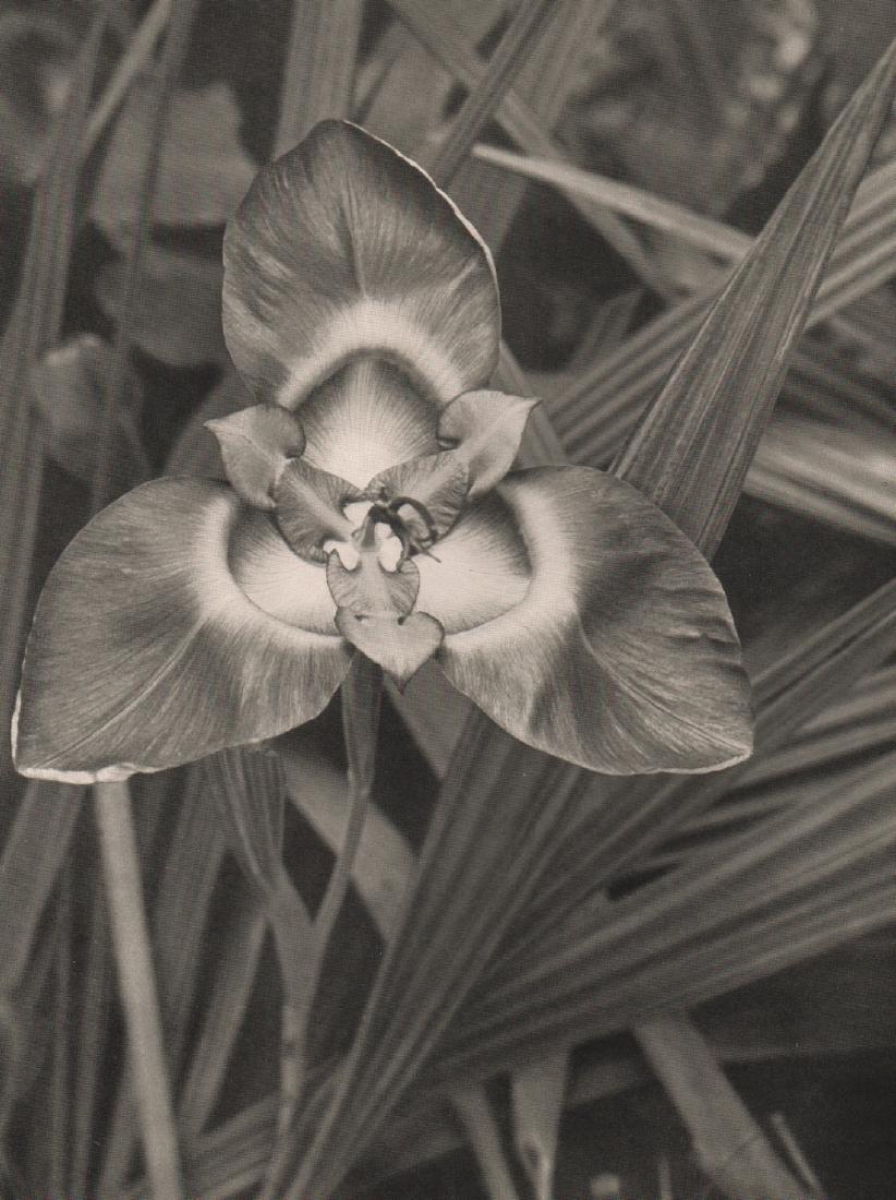 OLGA BOHME- Pfauenlilie: Artist: OLGA BOHME Print Title: Pfauenlilie Printing Date: 1936 Medium: Photoengraving Printed in: Germany Image Size: 8” x 6” Please note that this lot has a confidential reserve. When you leave