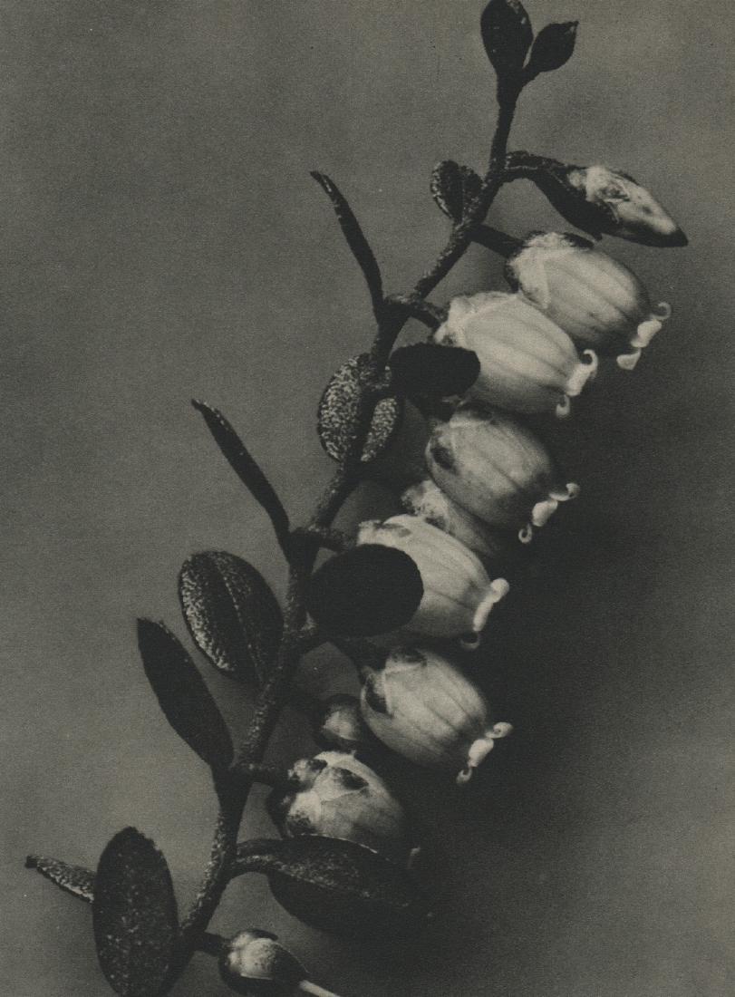 PROF. KARL BLOSSFELDT - Lyonia Calyculata: Artist: PROF. KARL BLOSSFELDT Print Title: Lyonia Calyculata Printing Date: 1936 Medium: Photoengraving Printed in: Germany Approx. image size: 10” x 7.5” Karl Blossfeldt was a German photographer