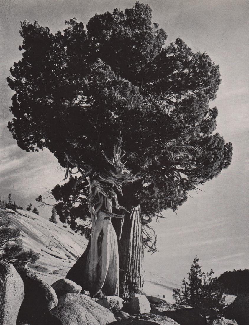 EDWARD WESTON- Juniper, Lake Tenaya: Artist: EDWARD WESTON Print Title: Juniper, Lake Tenaya Medium: Photoengraving Printed in USA in 1940 Image Size approx: 9 x 7 Edward Weston 1886-1958) was a 20th-century American photographer, consid