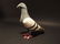 Cast Iron Folk Art Pigeon - 8