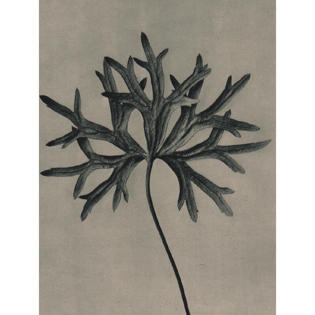 KARL BLOSSFELDT - Aconitum anthora: Artist: KARL BLOSSFELDT Print Title: Aconitum anthora Medium: Sheet-fed Gravure Printing Date: 1940's Printed in Germany Image Size approx: 7.25 X 10 inches Karl Blossfeldt (1865-1932) was a German ph