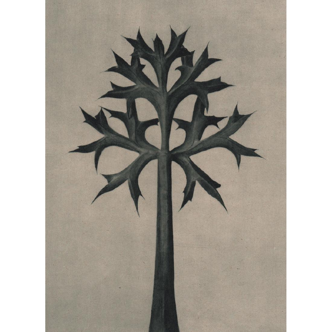 KARL BLOSSFELDT - Eryngium Bourgatii: Artist: KARL BLOSSFELDT Print Title: Eryngium Bourgatii Medium: Sheet-fed Gravure Printing Date: 1940's Printed in Germany Image Size approx: 7.25 X 10 inches Karl Blossfeldt (1865-1932) was a German 