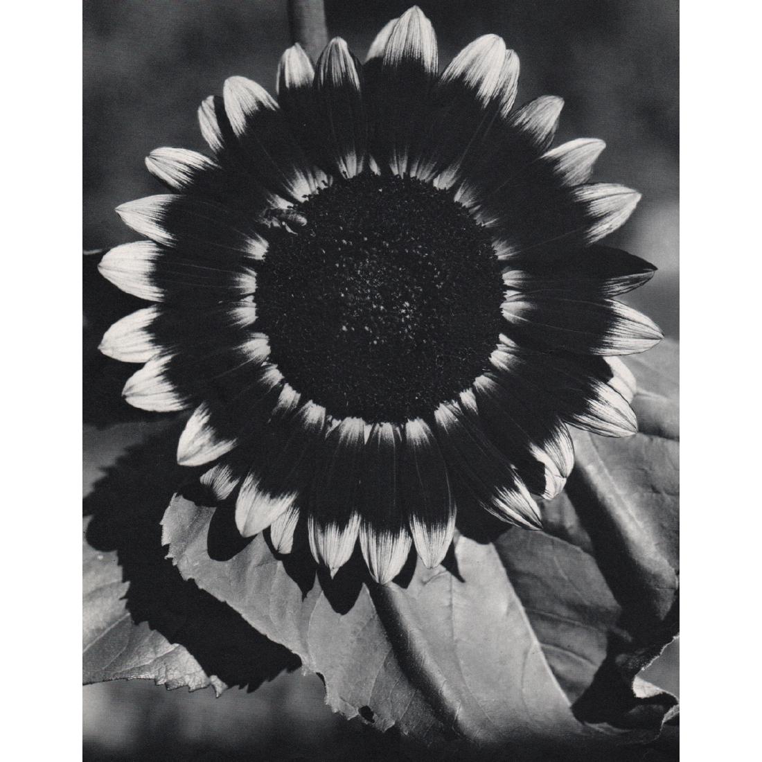 EDWARD STEICHEN - Bee on Sunflower: Artist: EDWARD STEICHEN Print Title: A Bee on a Sunflower Medium: Sheet-fed Gravure Printing Date: 1960's Printed in Switzerland Image Size approx: 7.5 x 9.75 inches Edward Jean Steichen (1879-1973) w
