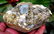 602 Gram top quality terminated and undamaged - 4