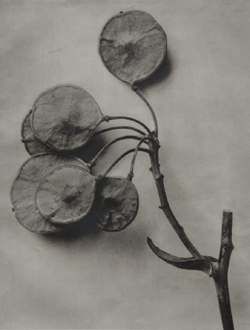 KARL BLOSSFELDT - Ptelea trifoliata, Clover Shrub, Hop: Artist: Blossfeldt, Karl Title: Ptelea trifoliata, Clover Shrub, Hop Tree Medium: Sheet Fed Gravure, 1942, Germany Dimensions: 8x10.5" on a 8.65x11" sheet Unmounted Karl Blossfeldt (1865-1932) was a G