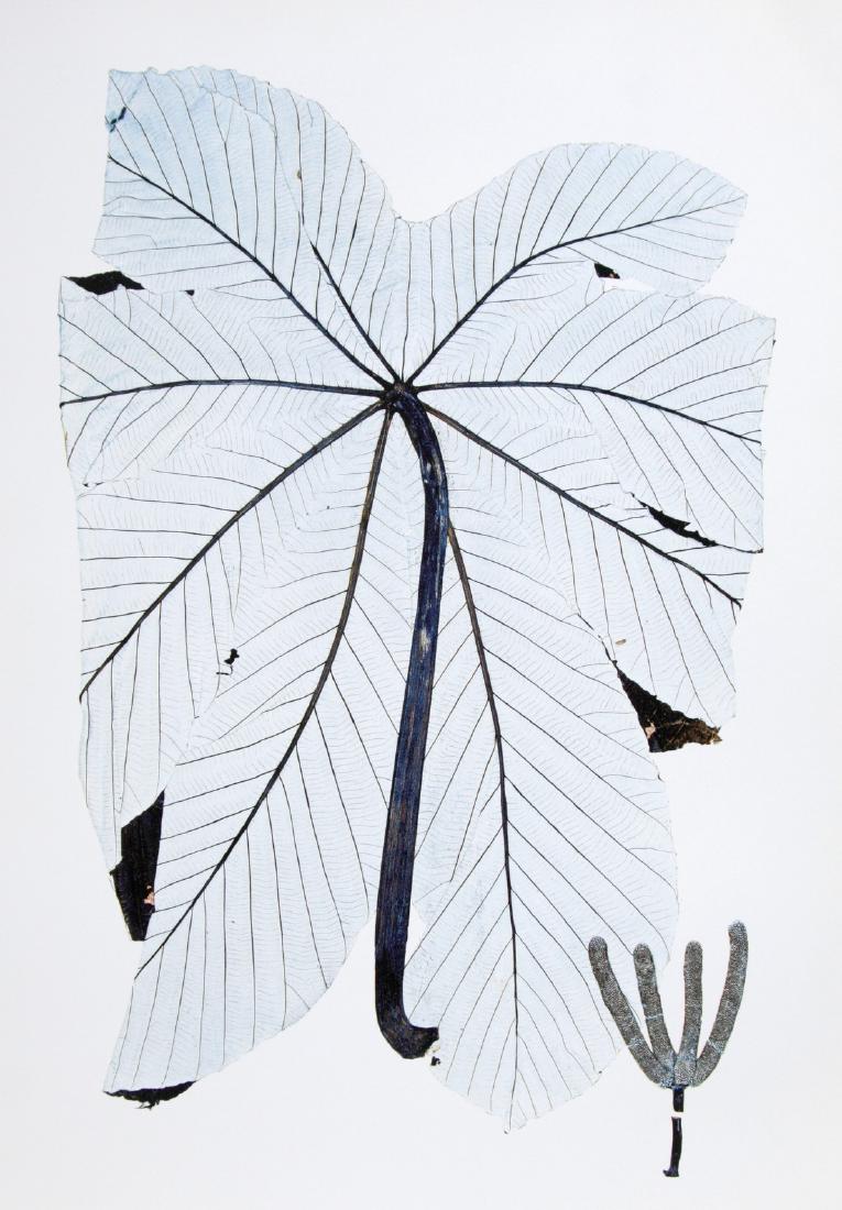 NICK KNIGHT - Cecropia Scheberiana: Artist: Nick Knight Title: Cecropia Scheberiana, Natural History Museum, 1997 Date Printed: 1999 Medium: Colour Photo-lithograph Printer Location: Printed in Germany in 1999 Size: 34 x 45 cm - 13.4 x