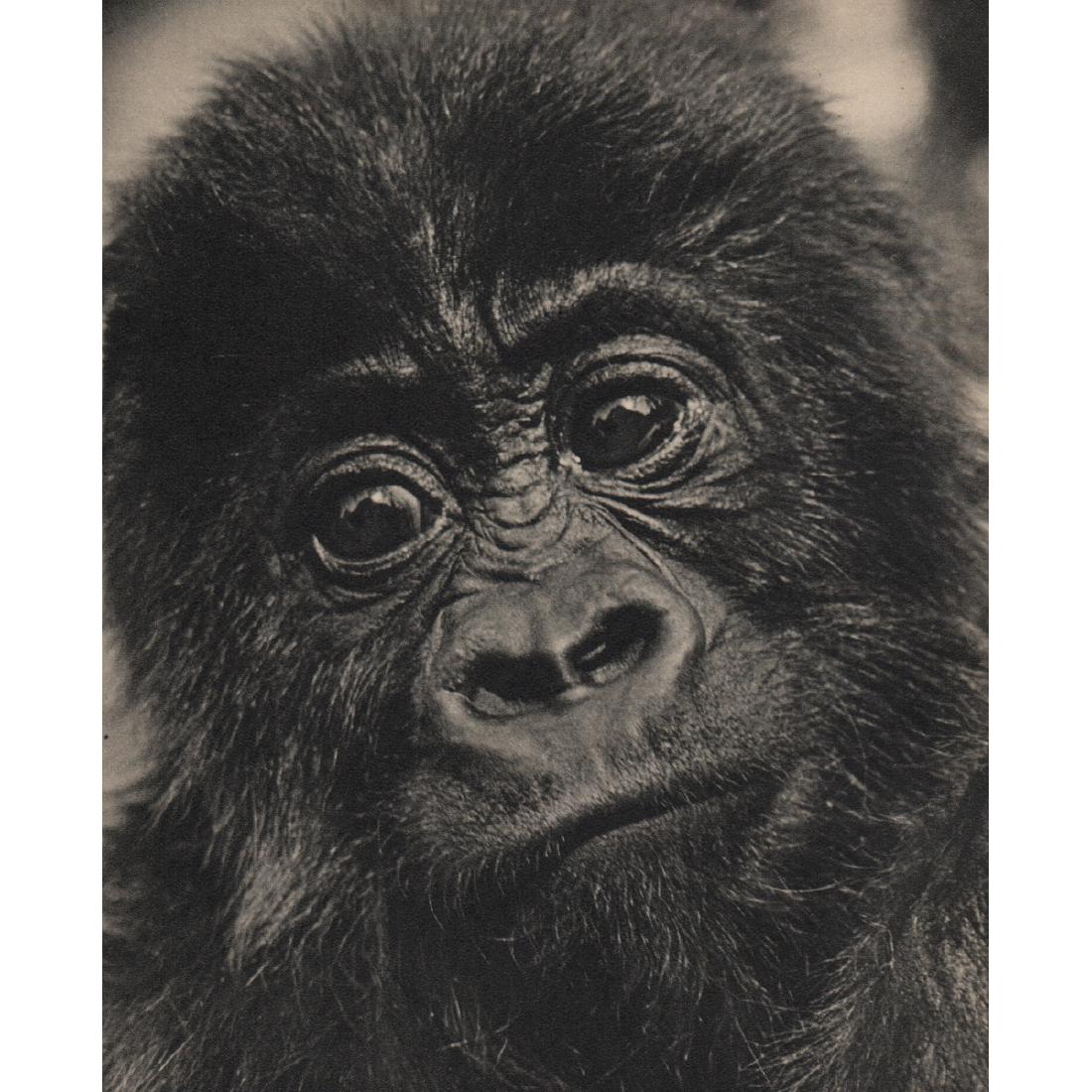 WOLFGANG SUSCHITZKY - Gorilla: Artist: WOLFGANG SUSCHITZKY Print Title: Gorilla Medium: Sheet-fed Gravure Printing Date: 1940's Printed in Great Britain Image Size: 6 X 7.25 inches Wolfgang Suschitzky (1912-2016) was a documentary