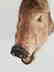 Studio Wild Boar Taxidermy Head With Wall Mounting Hook - 3