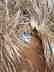 Studio Wild Boar Taxidermy Head With Wall Mounting Hook - 4