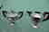 italian silver art deco tea set, 1920s - 2