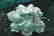 Gianmaria Buccellati Leave "geranium" Sterling Silver - 3
