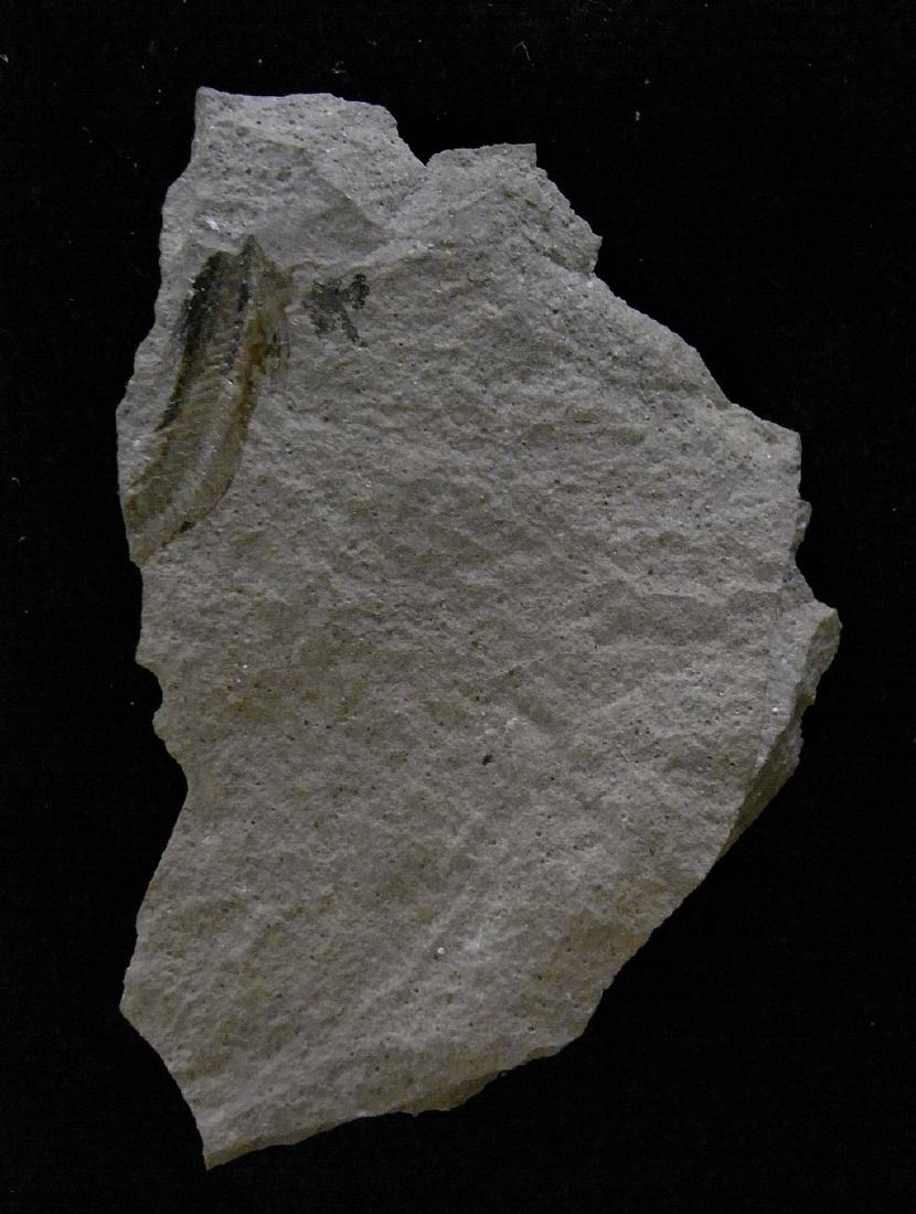 Opal - opalized fossils (1 of 8)