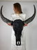 Skull Art - authentic water buffalo skull in matte