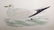 C1840 Hand Colored Seagull Engraving Gold Leaf Frame - 2