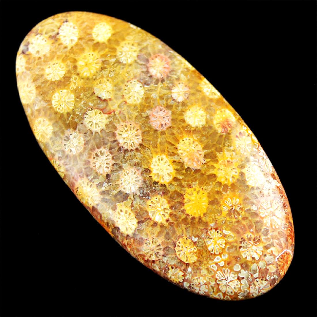 Oval Coral Fossil Gemstone (1 of 2)
