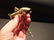 Solid Brass Fish Wine Bottle Corkscrew - 6