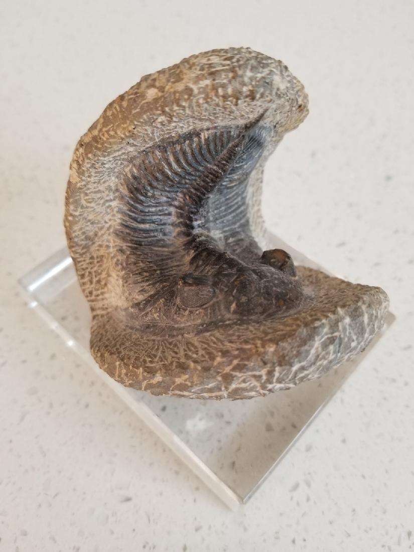 Stunning and RareTrilobite Fossil (1 of 7)
