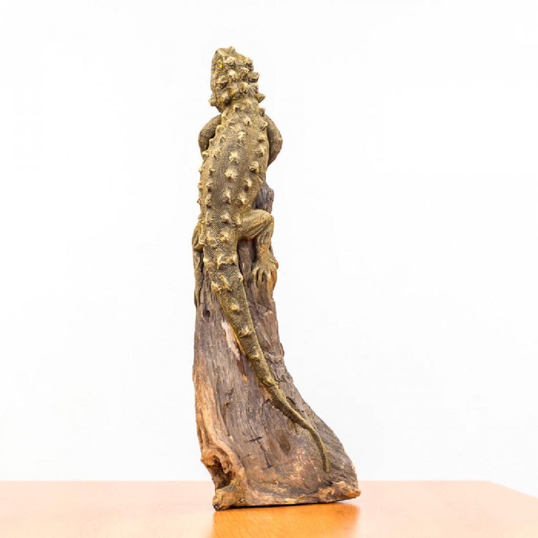 Lizard on driftwood (1 of 11)