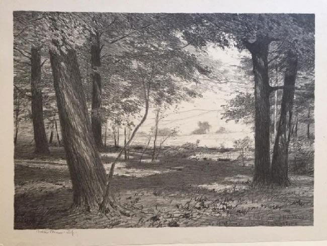 Bolton Coit Brown Forest (1 of 2)