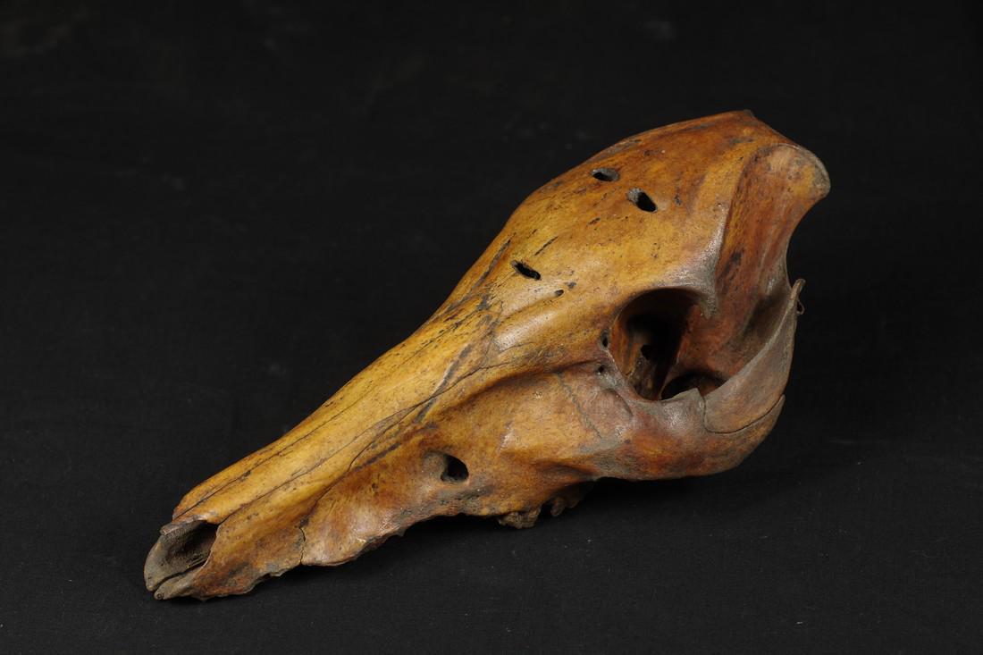 Big Shaman Skull With Carved Face on the Top (1 of 10)