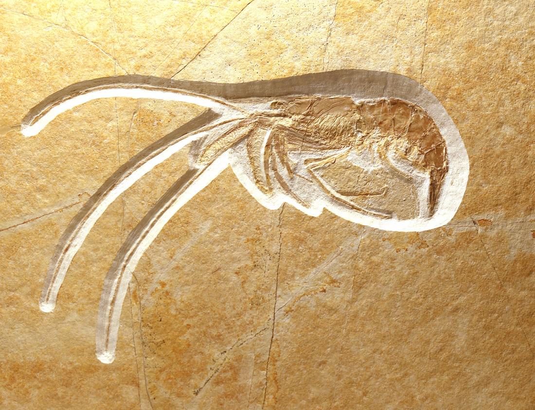 Outstanding fossil from Solnhofen : Aeger spinipes (1 of 5)