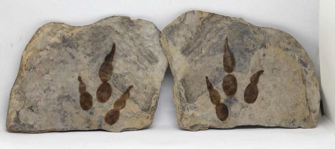 Dinosaur track - Positive + Negative impression of (1 of 3)