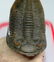Huge flying trilobite with yellow eyes : Zlichovaspis - 8