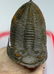 Huge flying trilobite with yellow eyes : Zlichovaspis - 9