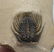 Extremely spiny fossil trilobite : Kettneraspis sp. - 4