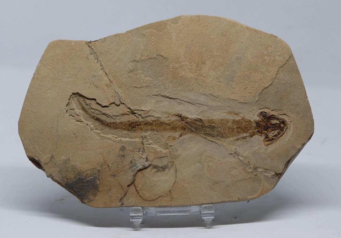 Rare fossil amphibian : Micromelerpethon credneri (1 of 3)