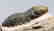 Double colored fossil trilobite : Barrandeops - 4