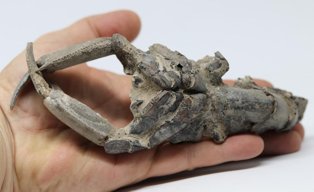 Giant fossil lobster : Thalassina emerii (1 of 7)